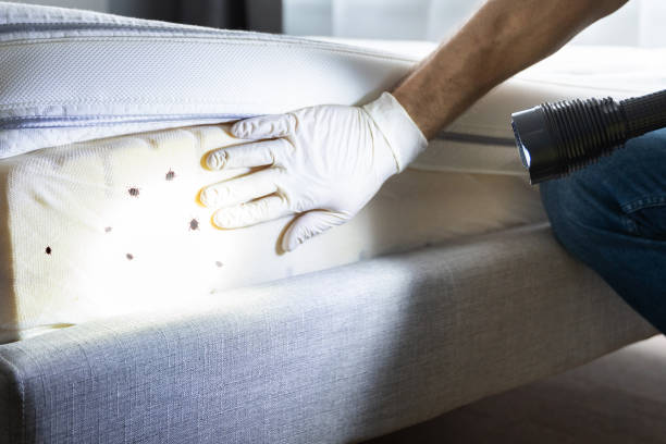 Flea Control Services in Gwinn, MI